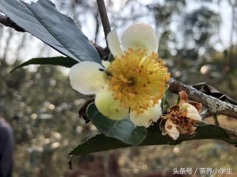 春茶来了，带你逛逛云南古茶树茶园（彩蛋：老班章茶王和茶皇后）