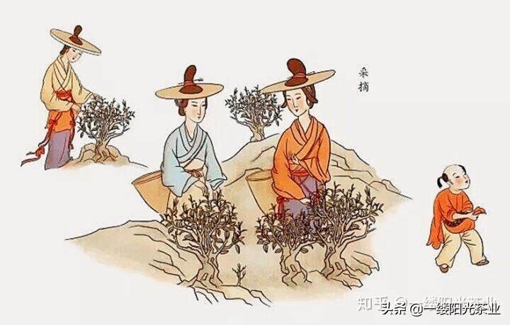 精致手绘，祁门红茶传统手工制作流程图