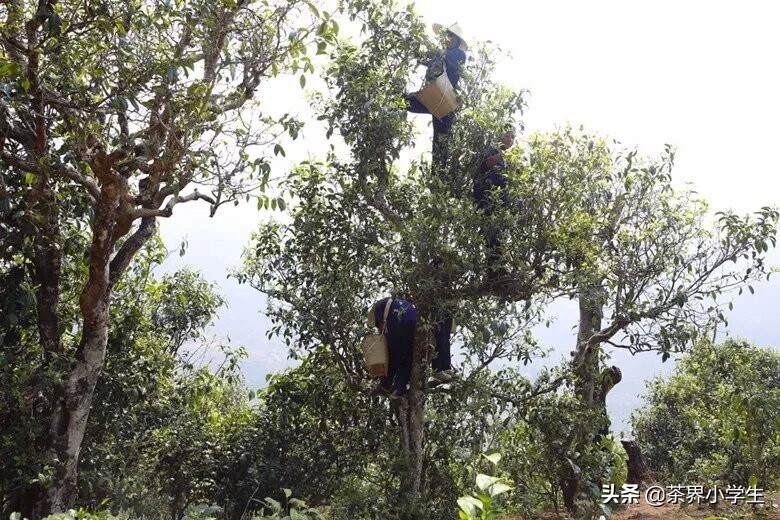 中吉号：主营普洱茶，新三板存续时间最短、第1个主动摘牌的茶企