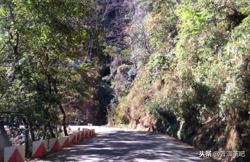 茶山日记丨临沧永德忙肺古茶山（1）