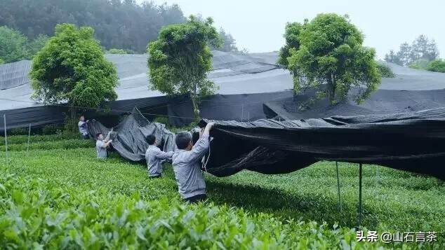 为什么说“高山云雾”出好茶？（一）