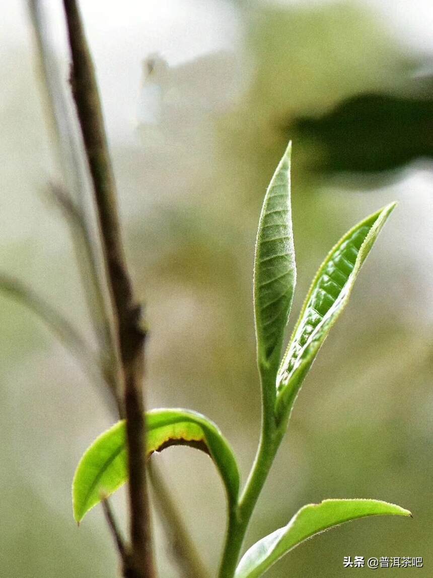 2019普洱茶吧明前头春勐海《月光白》白茶