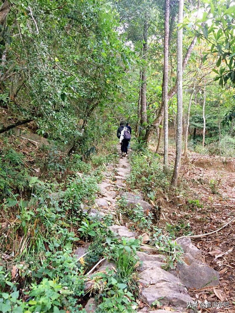 茶图丨易武落水洞的茶树与茶汤