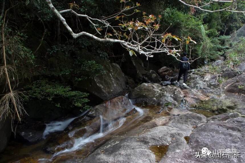 茶事 | 浅谈武夷山正岩老丛水仙