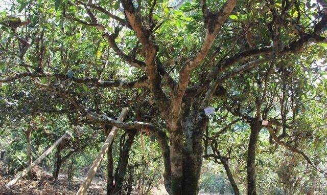 云南普洱茶各大名山头茶叶口感特征大汇集