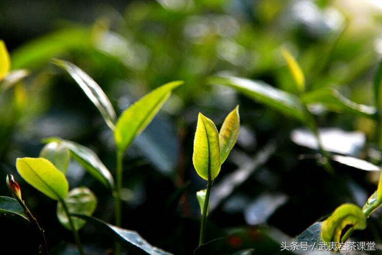 岩茶文化大观园：杨太白探索制茶工艺，制茶祖师美名永流传