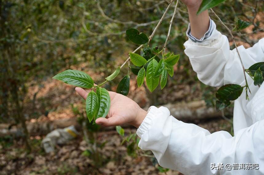 「答疑解惑」曾经炒到上百万的易武新贵百花潭，究竟好在哪？