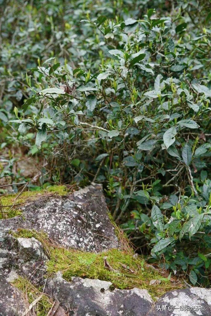 谷雨银骏眉：闲中一盏春芽露，正是茶中群芳最