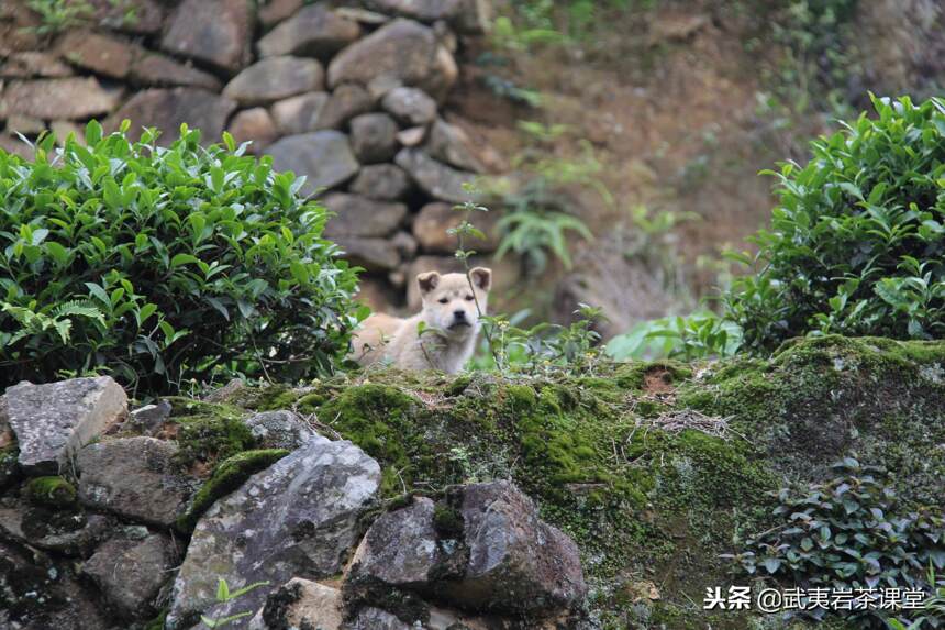 武夷岩茶品种茶传记：纯种大红袍，原名叫奇丹