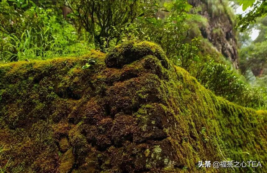 铁罗汉 | 气味清和兼骨鲠，是一种怎样的存在