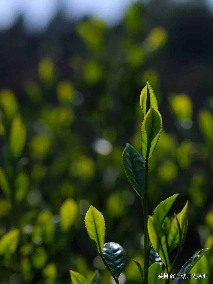 肉桂：虚传桂性同辛辣，武夷岩茶胜醍醐