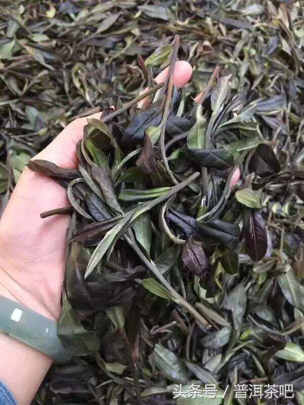 「刀哥说茶」说说紫芽茶与紫娟茶