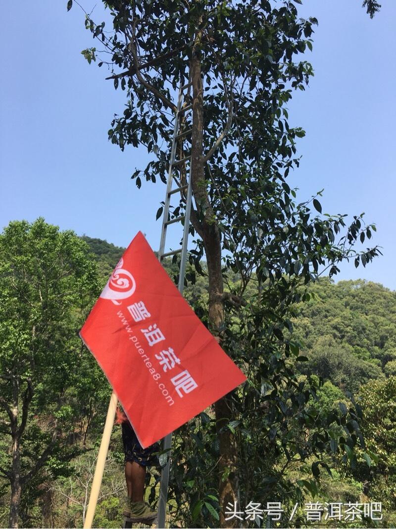 茶吧小分队，巡山之桐箐河