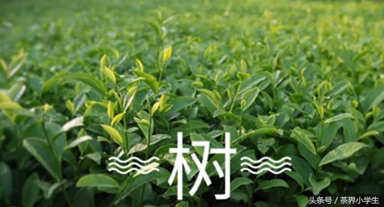 乌龙茶产地（2）——福建闽南（有音韵，代表茶：安溪铁观音）