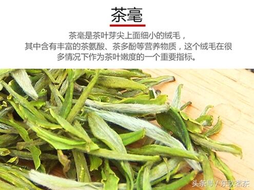 茶中珍品29——霍山黄芽（国家地理标志产品，安徽佳茗）