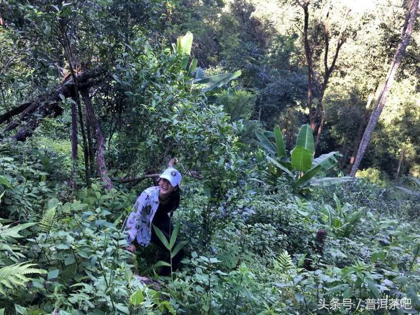 如果寻茶只是一场旅行：2017秋季普洱茶山岁月