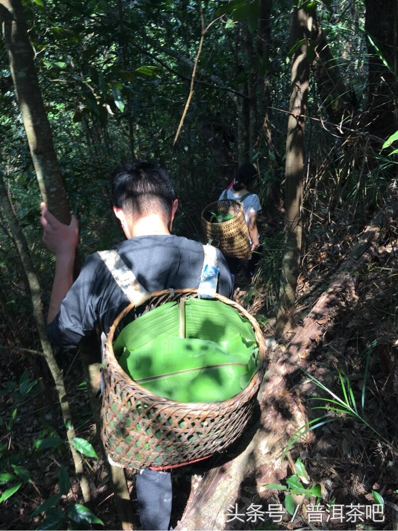 茶吧小分队，巡山之桐箐河