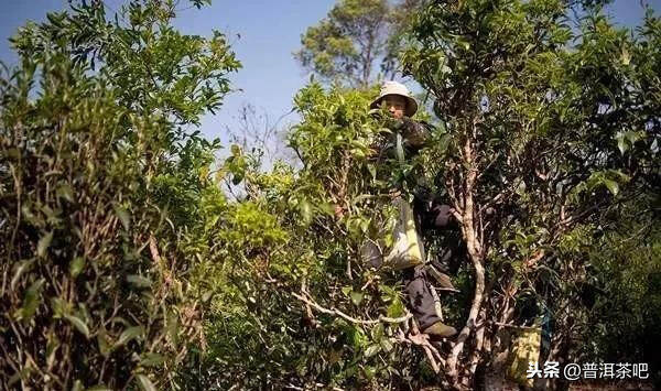 「干货分享」布朗山茶区曼新竜的古茶树资源