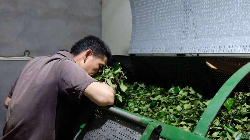 武夷岩茶：前人垦山筚路蓝缕，后人事茶含辛茹苦