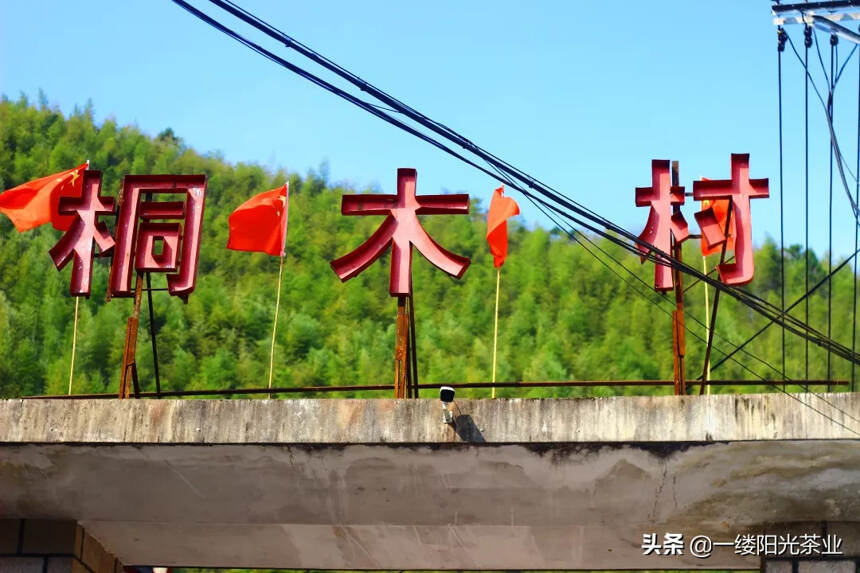 芜茗：百年野生山岭上，好茶自己会说话