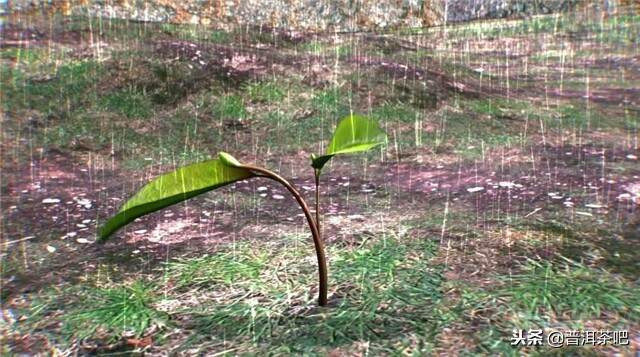 喝茶趣闻丨茶笋，茶串和大酱汤