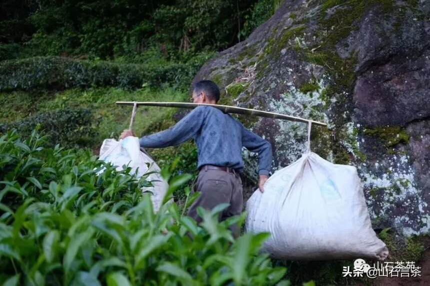 茶课堂 | 武夷岩茶是如何采摘的？