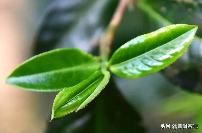 「每日一茶」| 发烧级茶友必备——易武·薄荷塘