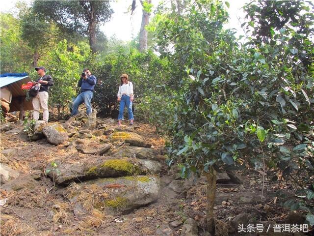 2018普洱茶吧茶山行日记丨勐宋那卡古茶园（二）