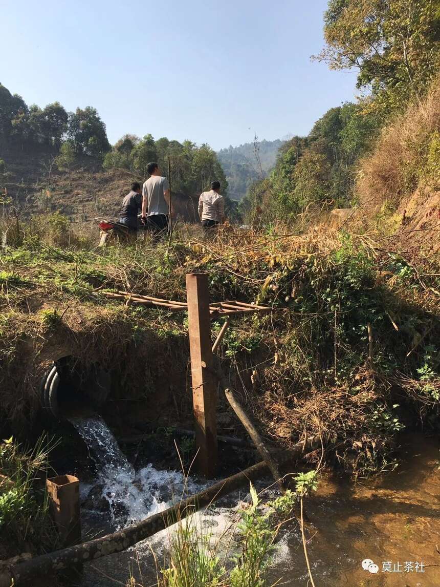 莫止茶社习茶笔记008南糯新贵拔玛茶