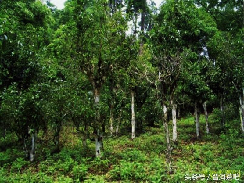 普洱穷根问山头——新六大茶山茶性特点