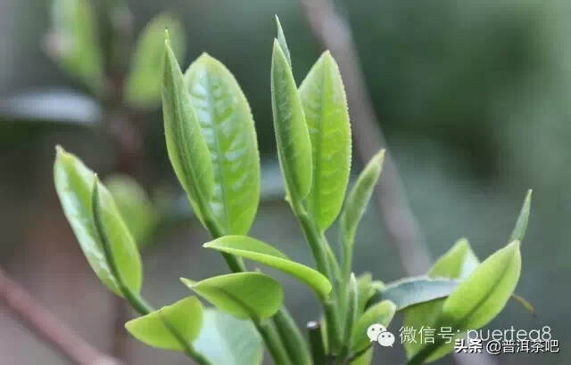 「干货分享」普洱茶杀青与茶叶品质的关系