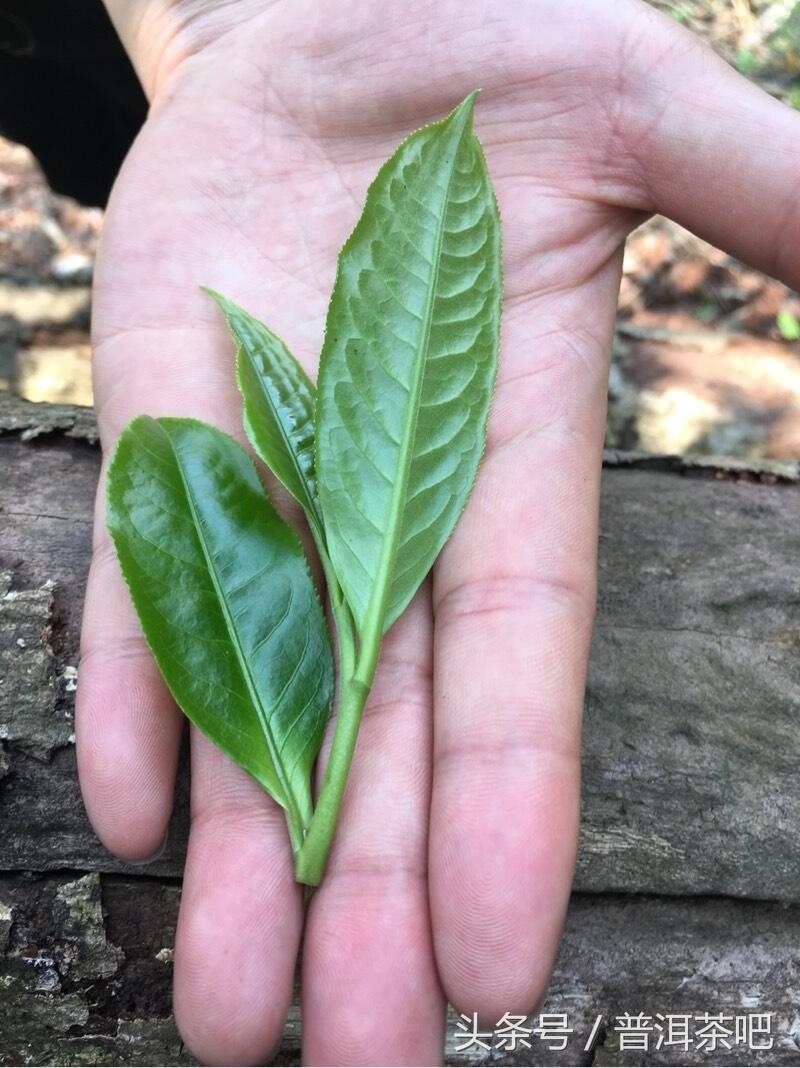 茶吧小分队，巡山之桐箐河