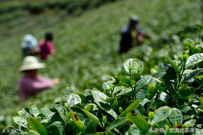 世界茶叶经济之变｜茶叶如何改变地缘政治和经济格局？