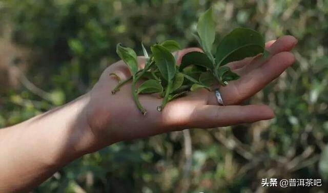 普洱茶中的“马蹄脚”您了解过吗？