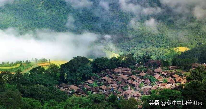 普洱茶为什么一山一味，你知道吗？