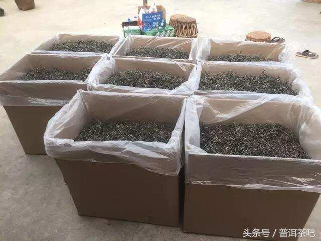 山上茶农告诉你：今年的古树茶为什么那么贵？