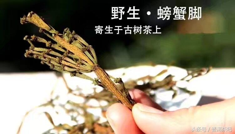 茶界中的“冬草夏草”～螃蟹脚