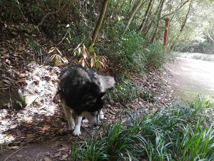 行走武夷山：因为一条狗，我选择留在武夷山