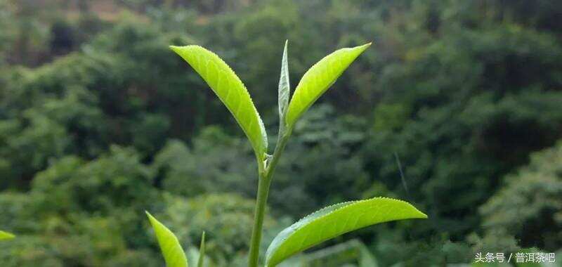 浅析台地茶、乔木茶、古树茶的特点