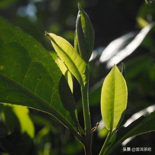 「干货分享」解析拼配茶与纯料茶的优缺点