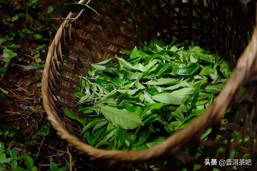 「干货分享」解析拼配茶与纯料茶的优缺点