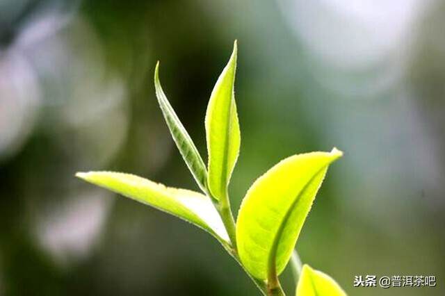 勐海VS勐库丨两大茶区代表茶终极PK