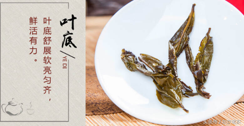 茶中珍品55——正岩肉桂（叶底“绿叶红镶边”，岩韵为岩骨花香）