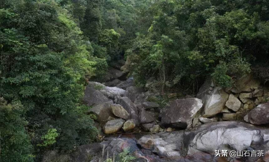 茶事￨春步觅茗山，攀旅云深处