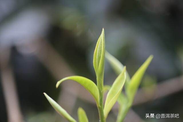 【干货分享】普洱茶的苦涩与津润甘甜,你知道吗？