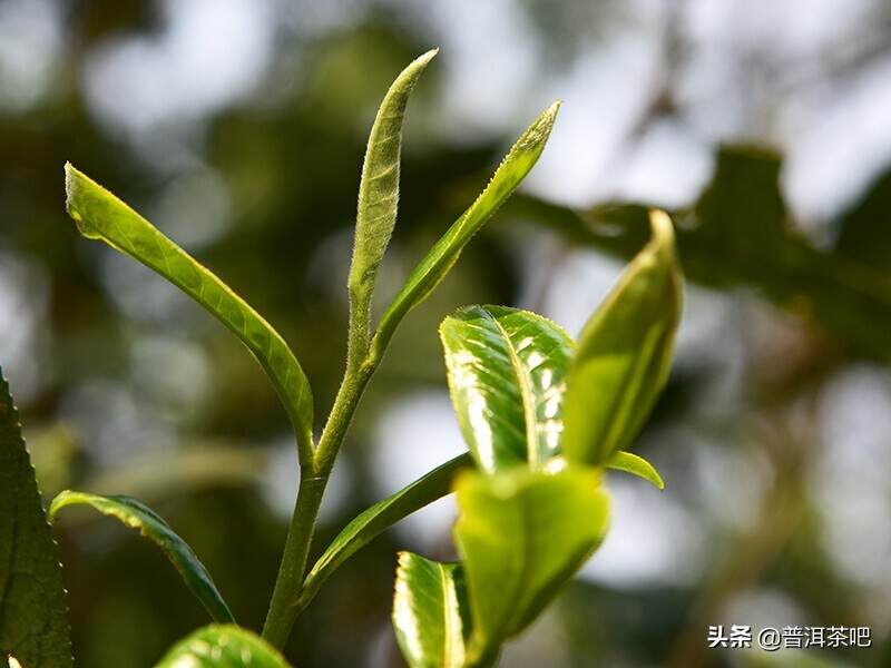 「干货分享」普洱茶在存放过程中的变化