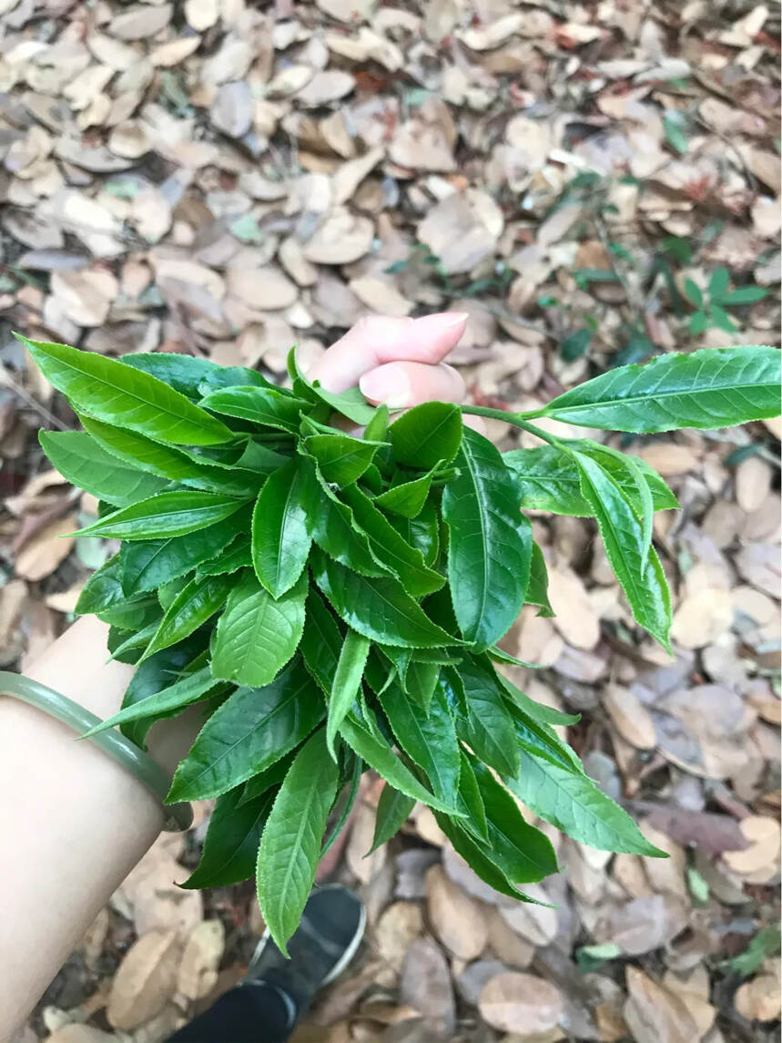 前言下:由《神农本草经》看为什么我们的生活离不开茶