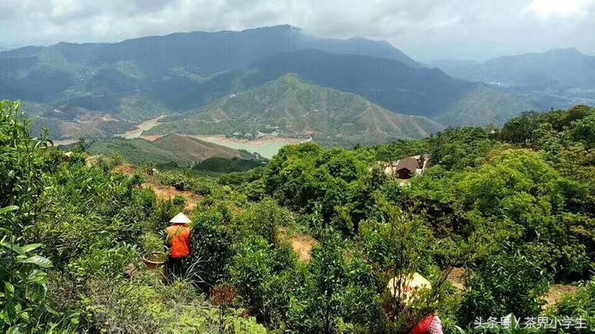 乌龙茶产地（3）——广东潮州（有山韵，代表茶：凤凰单丛）