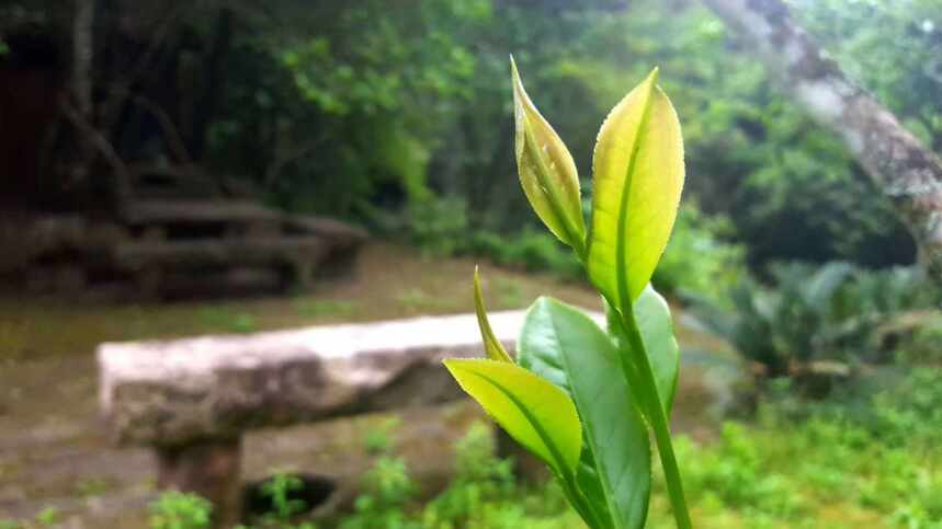 西方传教士的漫漫茶路：茶之产不一，惟武夷为最