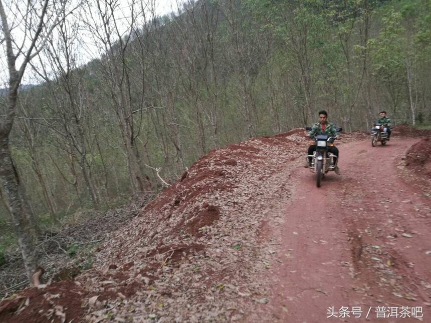 茶吧小分队茶山行——薄荷塘